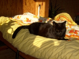 This is Baghira again. He's still lying on my bed!